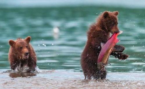 吃瓜小熊打球视频大全