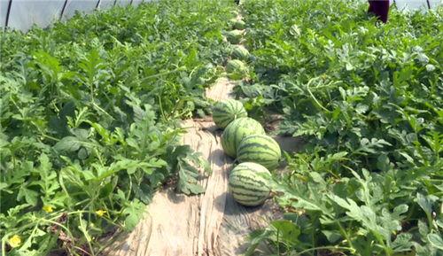 最近介休吃瓜事件视频,一场网络热议背后的真相揭秘