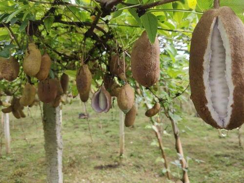 姐姐吃八月瓜视频大全在线观看,姐姐们的美味分享视频大盘点