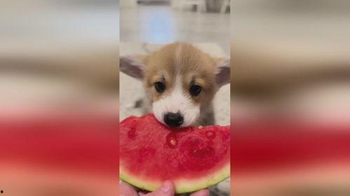 小狗吃西湖瓜好吗视频教程,趣味视频教程带你领略瓜果美味