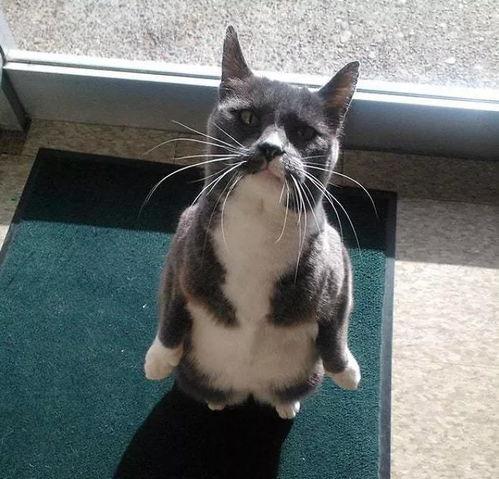 吃瓜的猫视频,揭秘猫咪的“八卦”世界