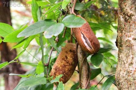 羊可以吃八月瓜吗图片视频,揭秘羊能否享用八月瓜美味