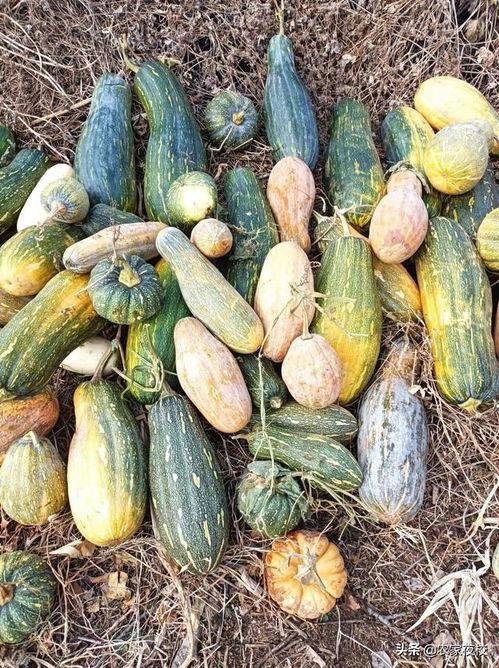 现在都有哪些吃瓜视频平台,揭秘当下热门的吃瓜视频平台大盘点