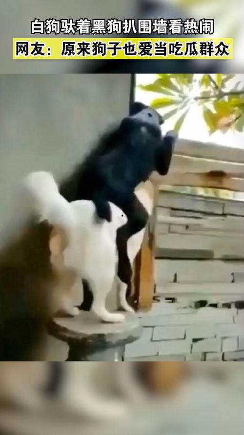 狗狗吃瓜群众视频,瓜群众视角下的狗狗美食探险记