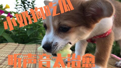 吃瓜小狗拍照视频,小狗拍照视频萌翻网友