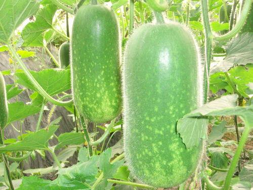 给路人画画吃瓜视频大全,趣味横生！路人吃瓜视频大盘点