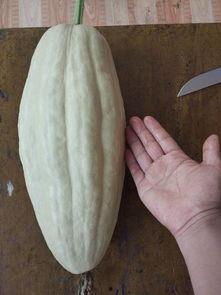 无籽瓜敢吃吗有毒吗视频,揭秘其安全性及食用方法