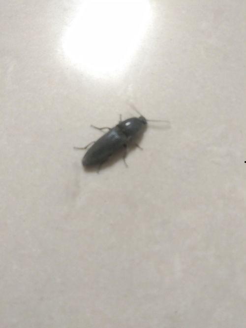 吃老瓜虫的视频,视频带你领略独特风味