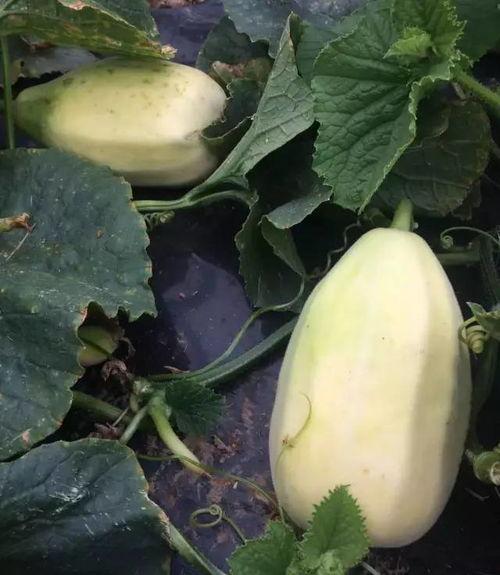 银瓜啥季节吃最好呢视频,银瓜最佳食用季节揭秘