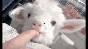 吃瓜小熊眼神拉丝视频,萌态十足引网友热议