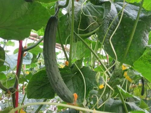 韩佳妮吃瓜视频大全,揭秘娱乐圈幕后故事