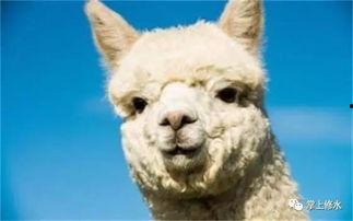 羊驼吃瓜视频大全,趣味视频大盘点