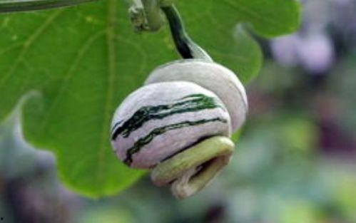 蛇瓜能给动物吃吗视频,宠物美食新选择？揭秘其安全性与营养价值