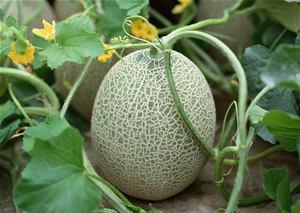 小王宇吃哈密瓜视频,甜蜜瞬间记录