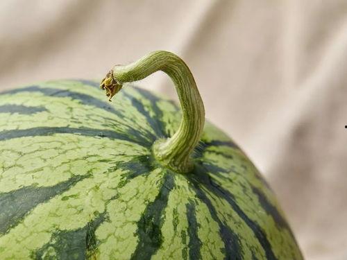 上海吃瓜视频大全集,揭秘魔都美食江湖风云录