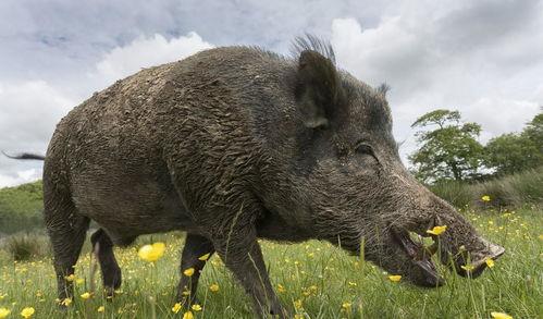 野猪吃哈密瓜视频播放,哈密瓜成美食盛宴