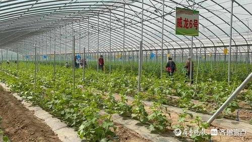 高官寨吃瓜视频,揭秘乡村生活趣味瞬间